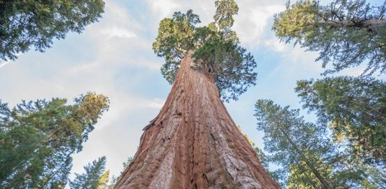 Národní park Sequoia a Kings Canyon